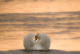 Swan by Anita van Gendt