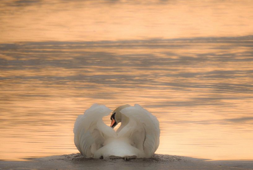Swan by Anita van Gendt