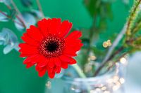 Rote Gerbera