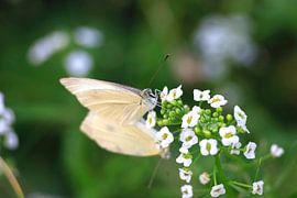 Charmante weiße Schmetterlinge von Thomas Jäger