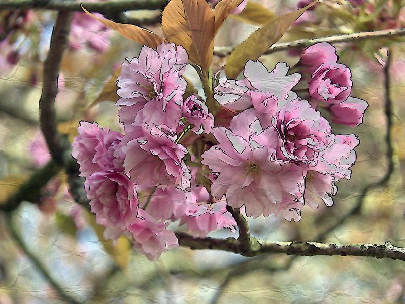 Sierlijke kersenbloesems 4 van Edgar Schermaul