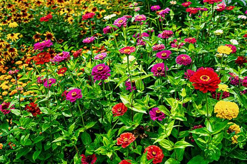 fleurs