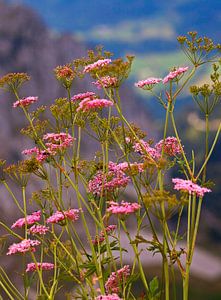 Scarole rose