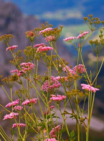 Roze duizendblad van Christa Kramer