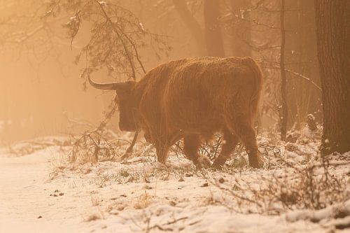 Ein schottischer Hochländer in der Veluwe. Es gibt Schnee, Nebel und Sonne.