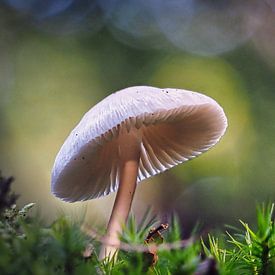 Pilz in der Sonne von Fokko Muller