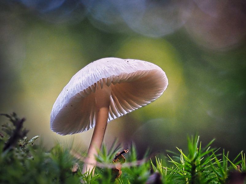 Paddenstoel in de zon van Fokko Muller