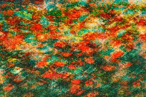 Coquelicots pittoresques