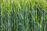 Grain field in the wind