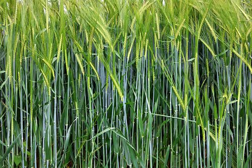Getreidefeld im Wind