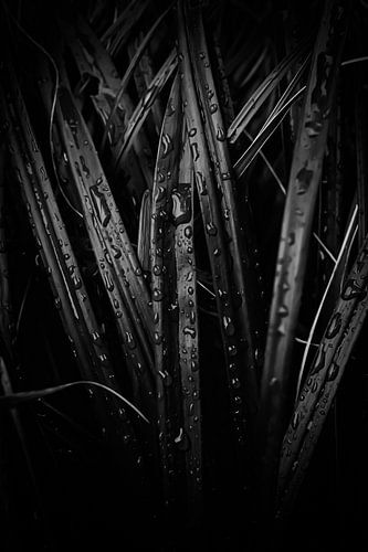 Druppels op grasstengels