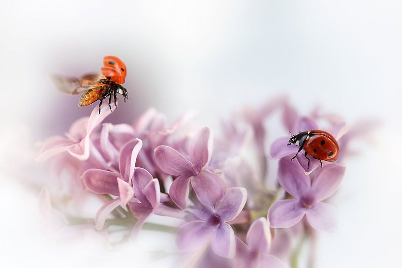 Presque été.... par Ellen van Deelen