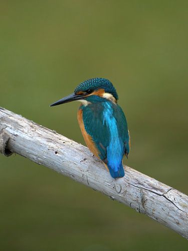 IJsvogel - Natuur met Youri van Youri Jongkoen