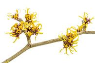 Gelbe Blüten an einem blühenden Hamameliszweig (Hamamelis) isoliert von Maren Winter Miniaturansicht