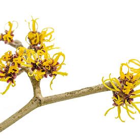 Gelbe Blüten an einem blühenden Hamameliszweig (Hamamelis) isoliert von Maren Winter