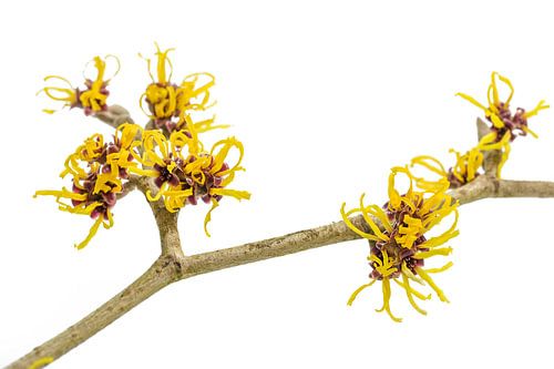 Gelbe Blüten an einem blühenden Hamameliszweig (Hamamelis) isoliert
