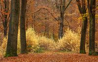 Prachtige herfstkleuren in geel en oranje in een Drents bos