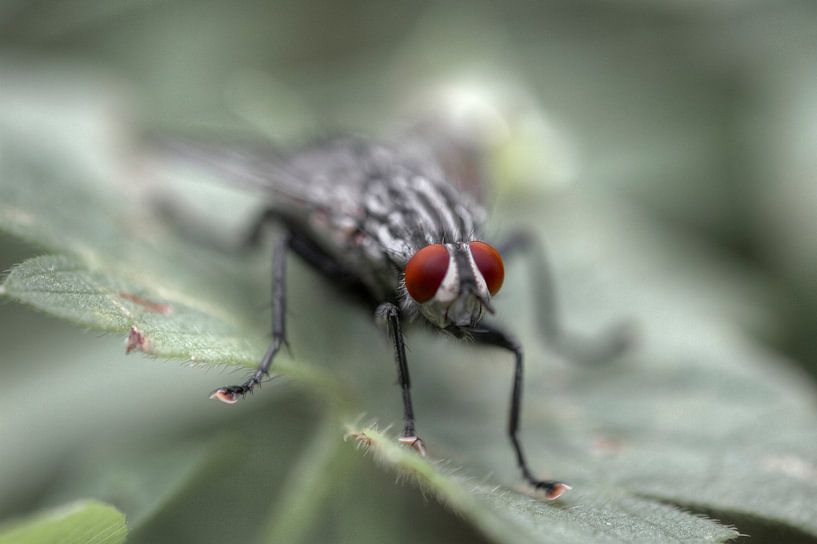 A Fly´s Eyes von BL Photography