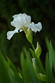 Weißer Ritter von Johan Vergouwen