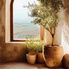 Olive tree by arched window in warm Mediterranean light von But First Framing