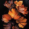 Autumn leaves van Ellen Novara-da Lima