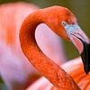 Flamant sur Mark Damhuis