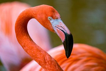 Flamingo van Mark Damhuis
