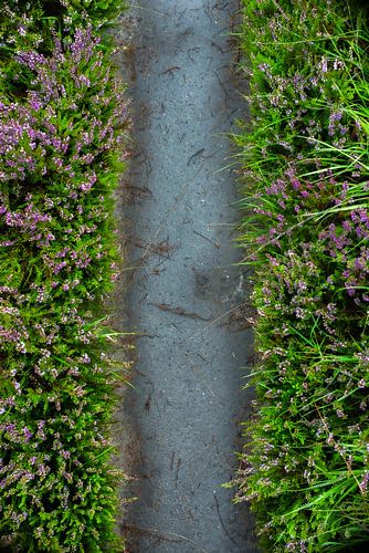 NP de Meinweg - Heide