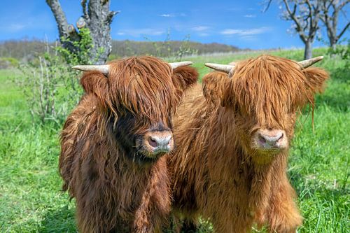 Nieuwsgierig jong Schots Hoogland vee