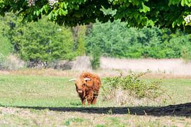 Schotse hooglander als grote grazer van Merijn Loch