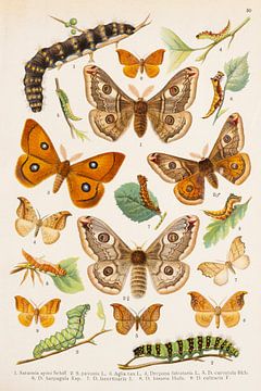 Kleurenplaat met eenstaart vlinders. van Studio Wunderkammer