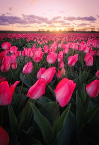 Champ de tulipes roses