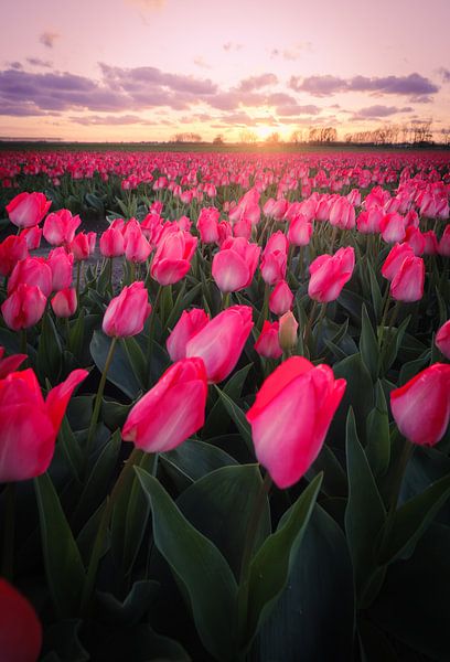 Pink tulip field by Sidney van den Boogaard