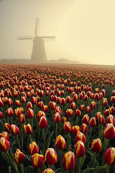 tulips at the obdam mill by peterheinspictures