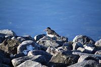 Oystercatcher on rocks
