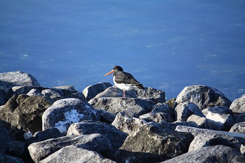Austernfischer auf Felsen
