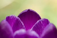 Spring detail