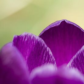 Détail du printemps sur Irene Lommers