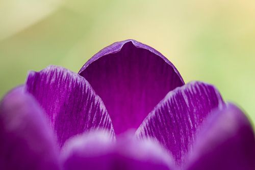 Détail du printemps sur Irene Lommers