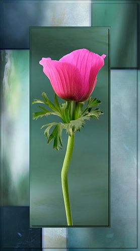 Anemoon op groen en blauw