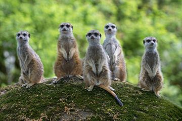 Groupphoto! von Eddy Kievit