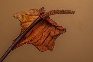 Withered flower by Leo Luijten