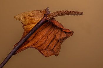 Verdorde bloem