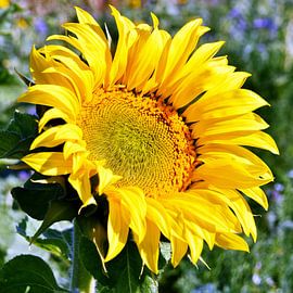 a large yellow sunflower by Werner Lehmann