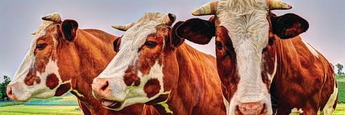 Rood Bonte Koeien in Weiland Panorama