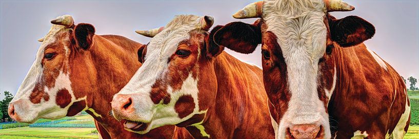 Vache à capuchon rouge sans étiquette d'oreille par Hendrik-Jan Kornelis