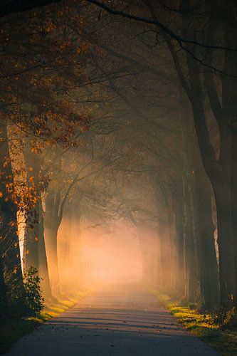 Rayons de soleil en automne