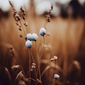 Blue Corn Flowers No 5
