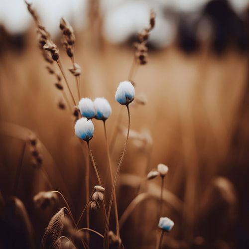 Blue Corn Flowers No 5