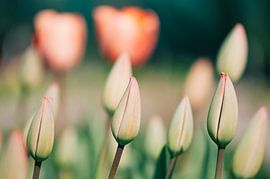 Tullpen IV von Rob van der Post